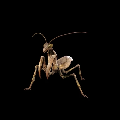 Praying Mantis