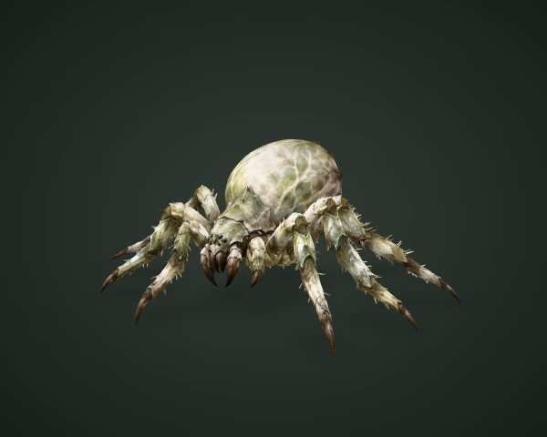 Small Spider